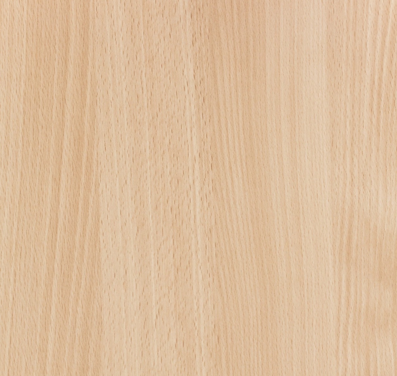 Beech Wood: properties, colors, origin & workability