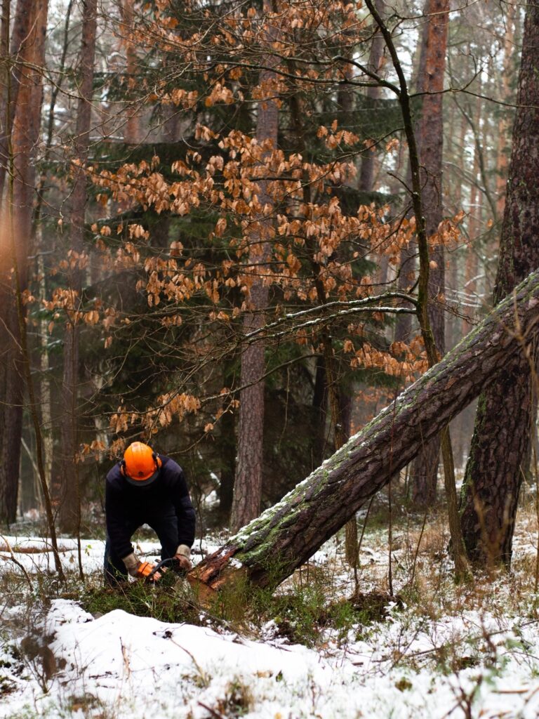 responsible forest management